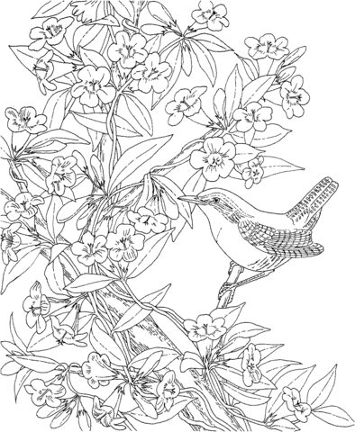 Wren And Yellow Jessamine South Carolina Coloring Page